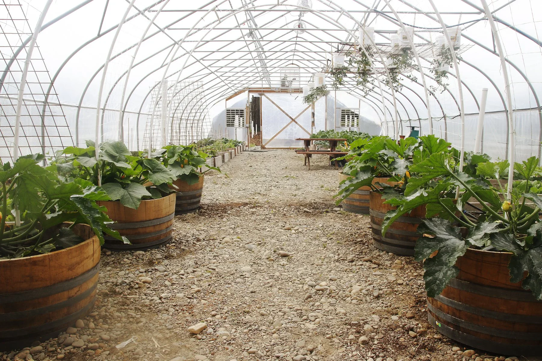 Denali Brewing greenhouse growing fresh produce